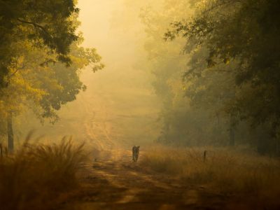 Legendary tigress Maya at Tadoba National Park