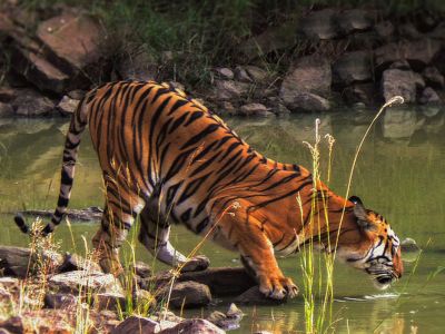 Maya quenching her thirst at 97 waterhole in Tadoba National Park