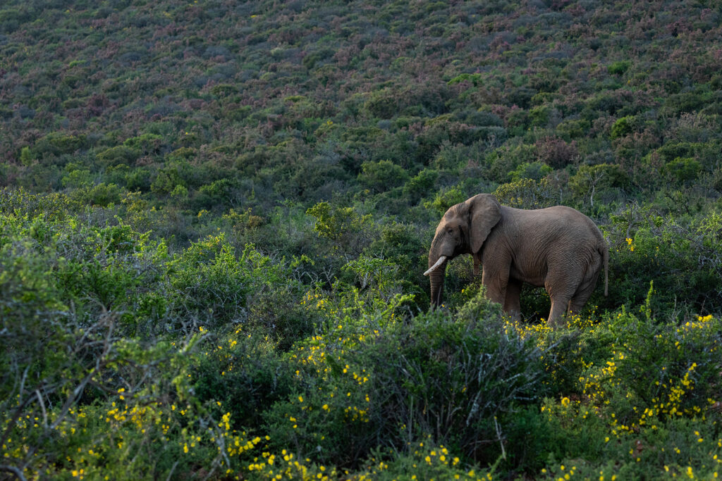 About the Running Tortoise Elephant