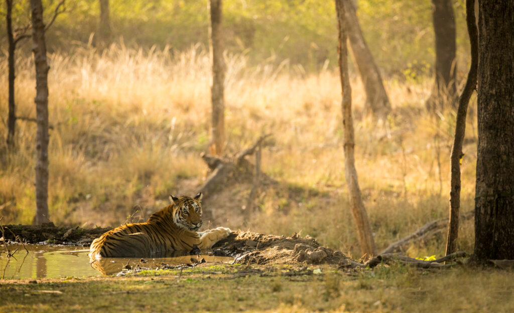 Langdi Tigress from Pench National Park