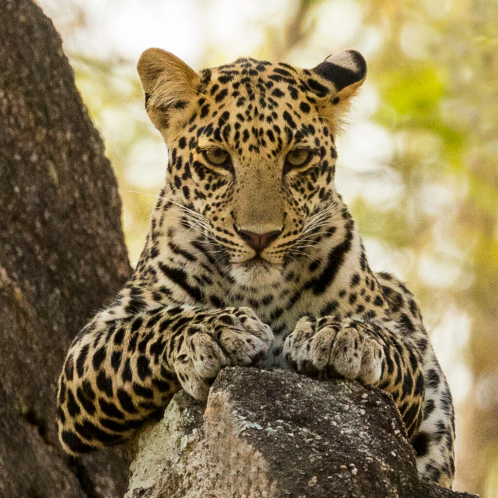 Privately guided tour to Pench - one of the top 7 leopard destinations in India