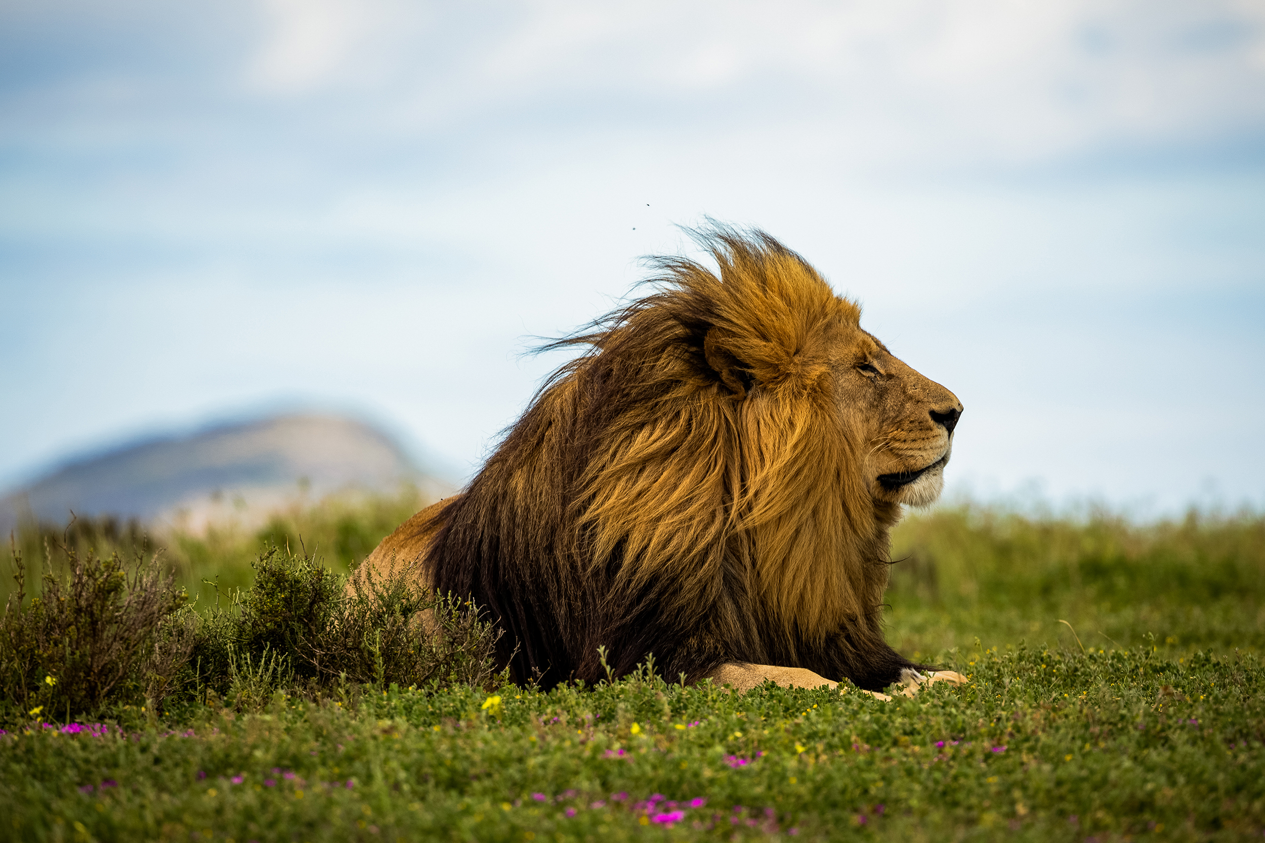Lions of Kruger National Park