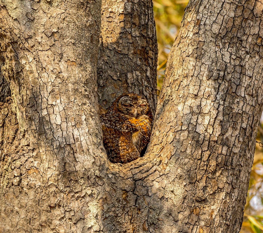 Mottled Wood Owl on a wildlife safari in India