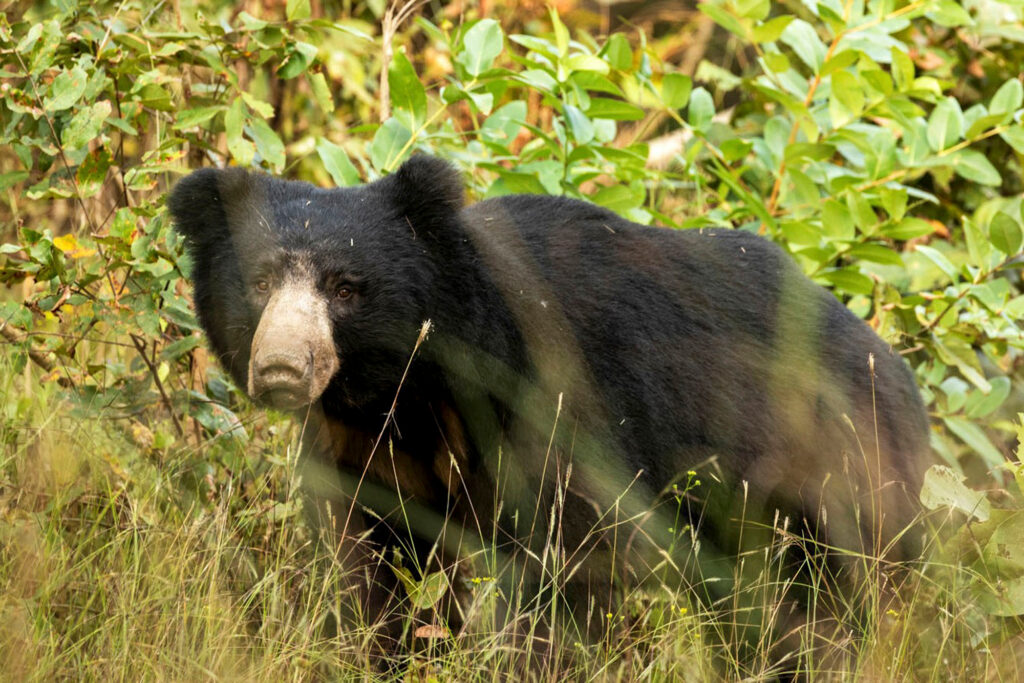 Sloth Bear Melursus ursinus Kanha National Park