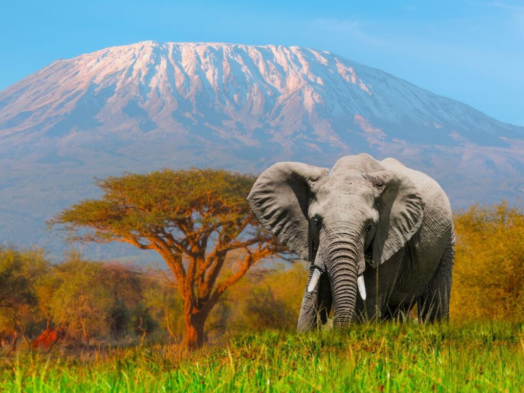 Wildlife Destinations in Africa