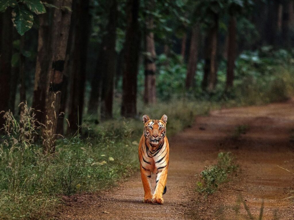 Wildlife Destinations In India