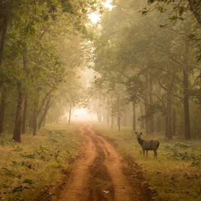 One of the popular buffer zones of Tadoba - Agarzari