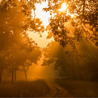 Golden hour at Tadoba