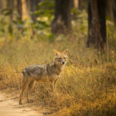 Golden Jackal at Pench