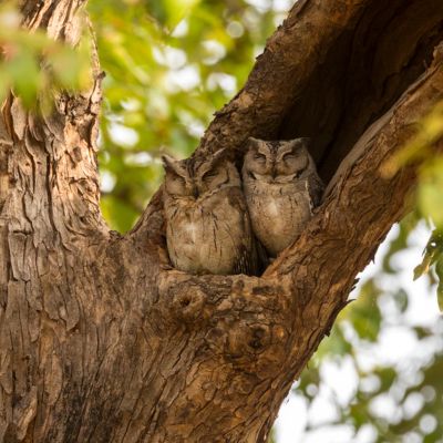 A pair of Indian Scops Owls in Pench