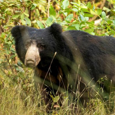 A sloth bear in search of good at Kanha