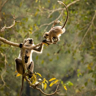 Langurs playing