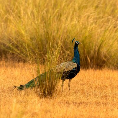 Beautiful peafowl at Kanha