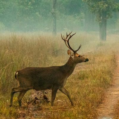 The iconic Barasingha at Kanha