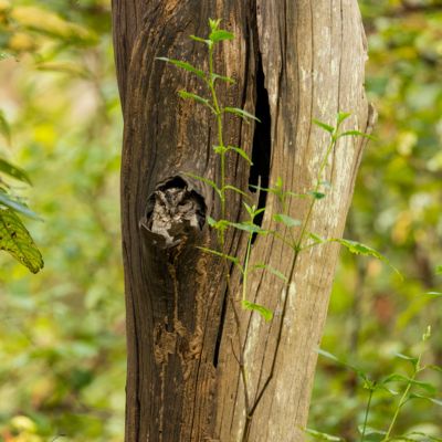 Owl asleep peacefully in a treehole at Kanha