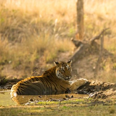 Langdi tigress at fireline waterhole, Pench