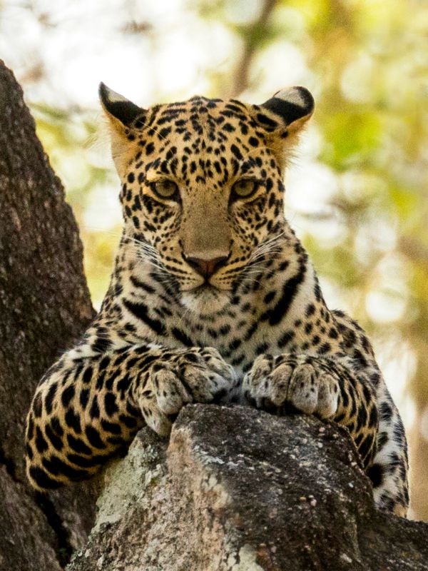 A sub adult leopard in Turia zone