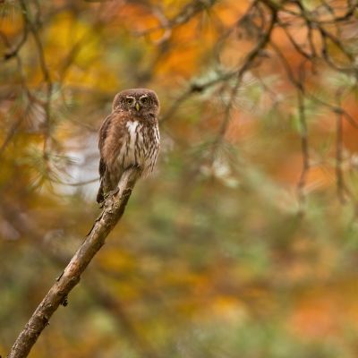 Jungle owlet in beautiful Bandhavgarh