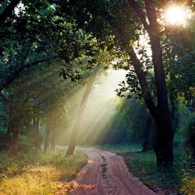 Beautiful winter morning at Bandhavgarh