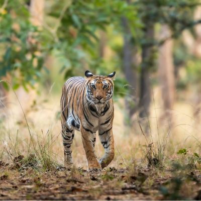 A tigress walking head-on at Bandhavgarh