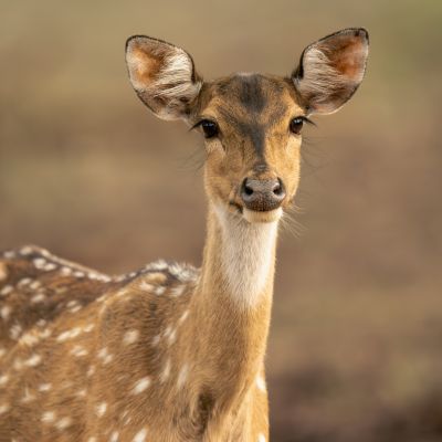 A spotted deer portrait shot at Bandhavgarh