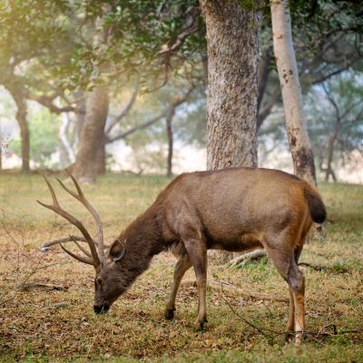 A sambar deer stag with mature antlers at Ranthambore