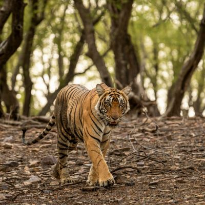 Tiger walking head-on at Ranthambore