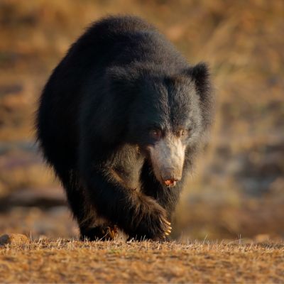 A big sloth bear encountered in Ranthambore