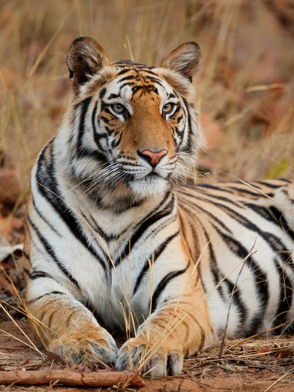 A handsome tiger at Bandhavgarah