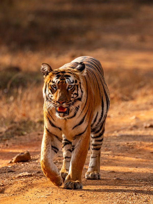 Tadoba safari tour