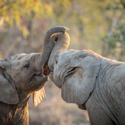 Playful sub adult elephants at Kruger