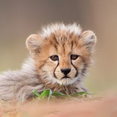 A baby cheetah in kruger