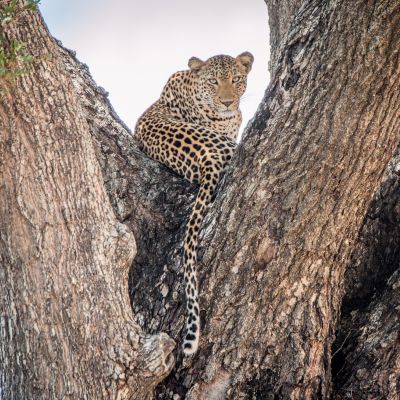 A beautiful leopard perched peacefully on a tree at Kruger