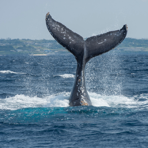 Whale watching on our rainbow nation tour