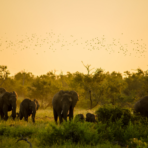 wild kruger in our rainbow nation tour