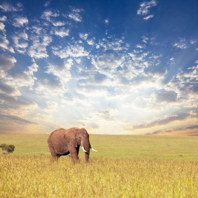 A majestic tusker at Amboseli on our Iconic Kenya tour