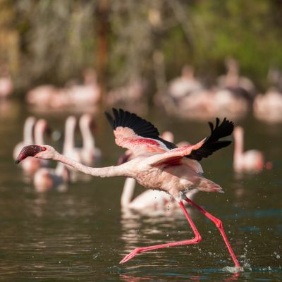 enjoy birding at Lake Naivasha on our Iconic Kenya tour