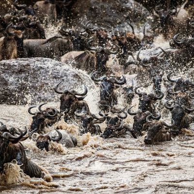 witness the annual great migration on our Iconic Kenya tour