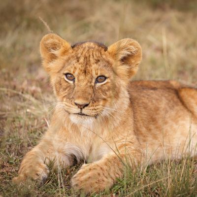 lion cub at Masai Mara