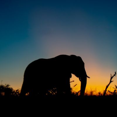 Beautiful elepahnt silhouette at Masai Mara