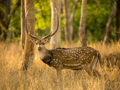 A chital deer stag at Pench National Park