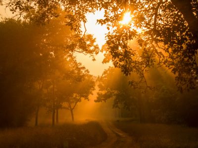 Golden hour at Tadoba National Park