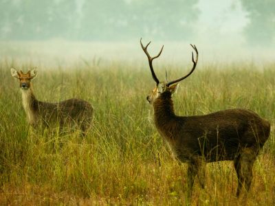 A Pair of Barasingha at Kanha National Park