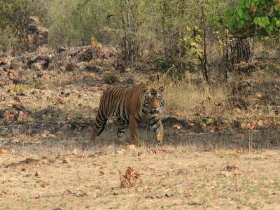 A bold male tiger at Bandhavgarh National Park