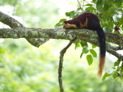 The Indian Giant Squirell - the mascot of Satpura National Park